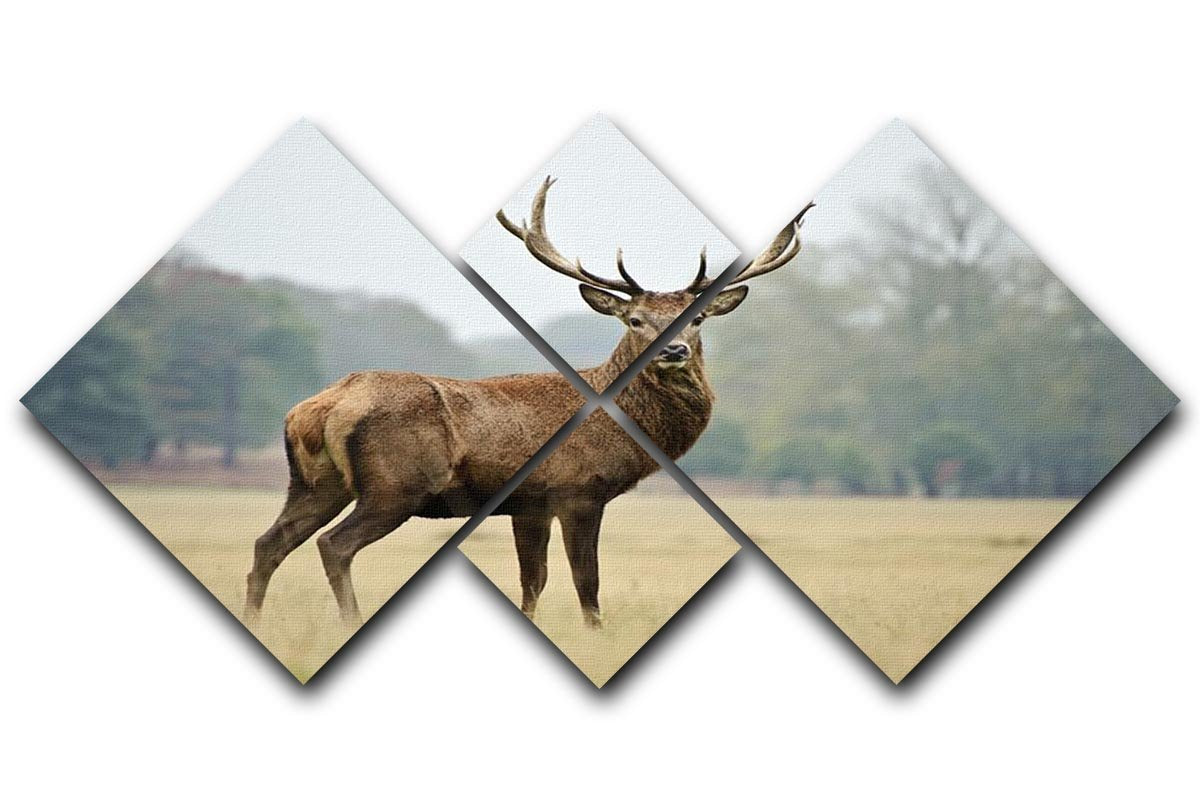 Portrait of adult red deer stag in field 4 Square Multi Panel Canvas - Canvas Art Rocks - 1