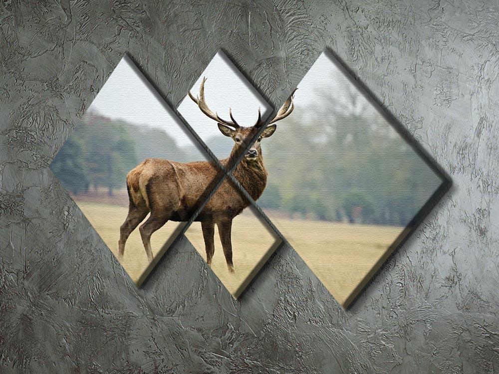 Portrait of adult red deer stag in field 4 Square Multi Panel Canvas - Canvas Art Rocks - 2