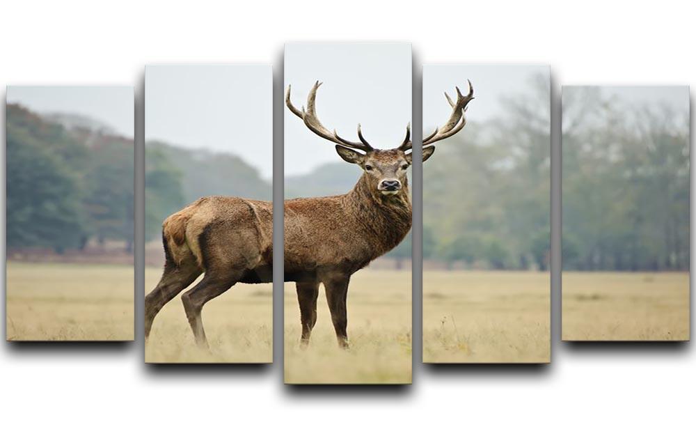 Portrait of adult red deer stag in field 5 Split Panel Canvas - Canvas Art Rocks - 1