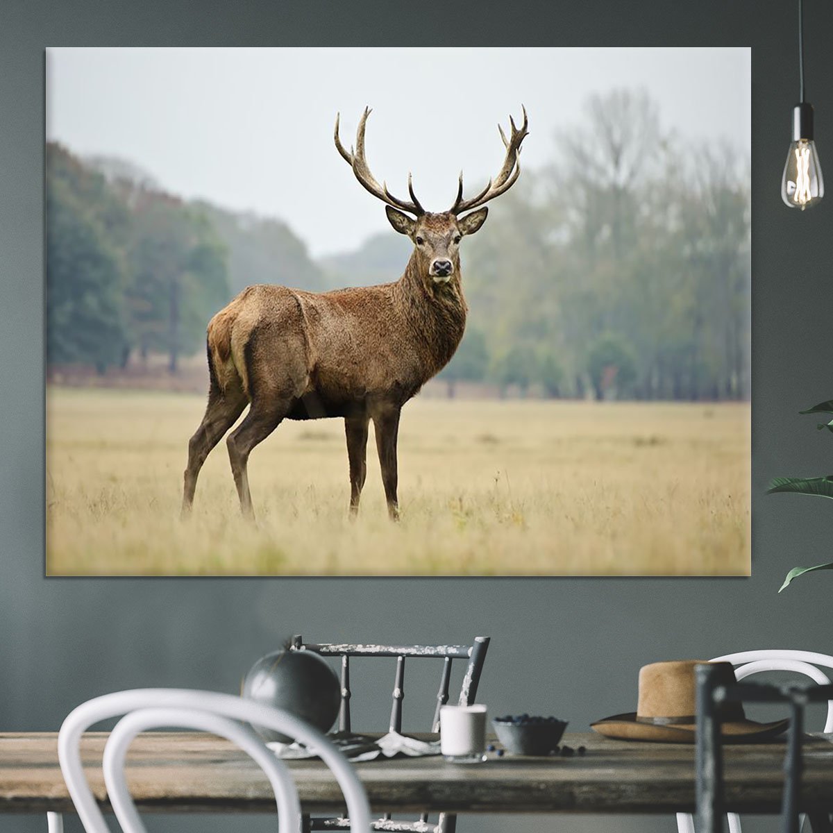 Portrait of adult red deer stag in field Canvas Print or Poster
