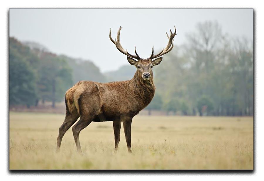 Portrait of adult red deer stag in field Canvas Print or Poster - Canvas Art Rocks - 1