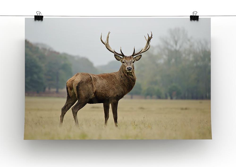 Portrait of adult red deer stag in field Canvas Print or Poster - Canvas Art Rocks - 2