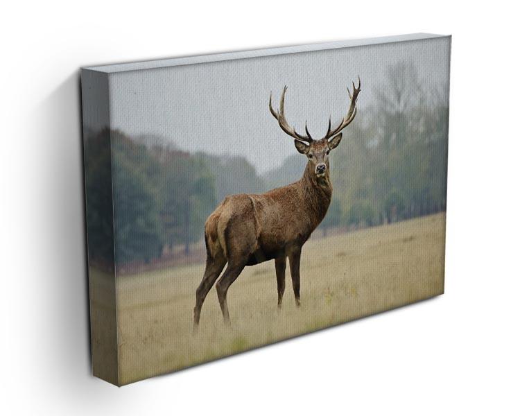 Portrait of adult red deer stag in field Canvas Print or Poster - Canvas Art Rocks - 3