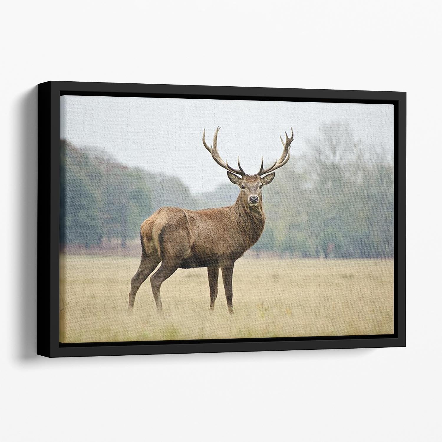 Portrait of adult red deer stag in field Floating Framed Canvas - Canvas Art Rocks - 1