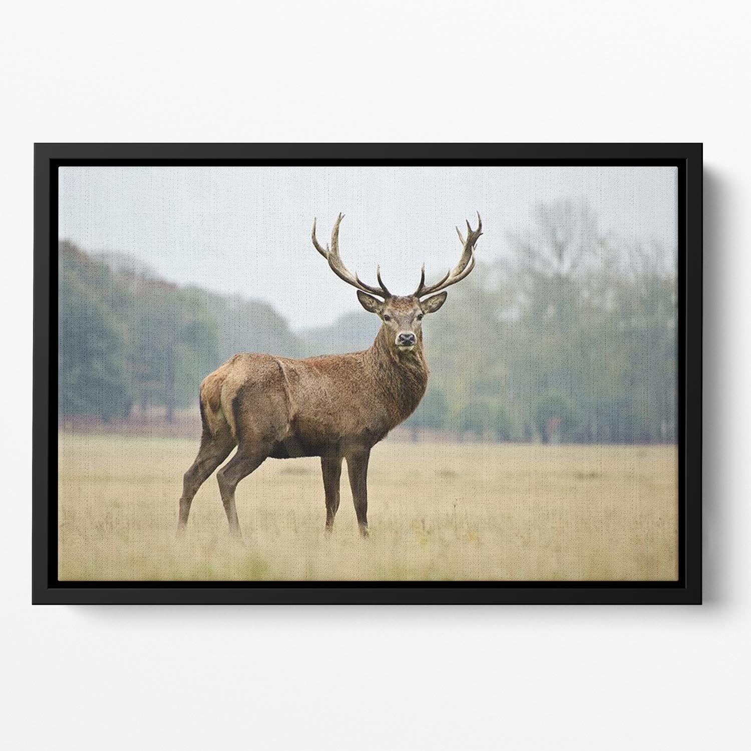 Portrait of adult red deer stag in field Floating Framed Canvas - Canvas Art Rocks - 2