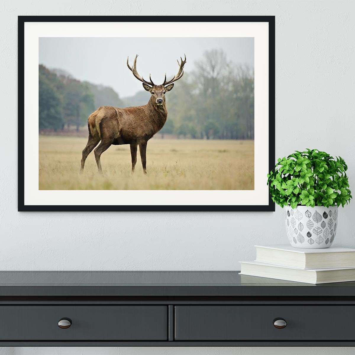 Portrait of adult red deer stag in field Framed Print - Canvas Art Rocks - 1