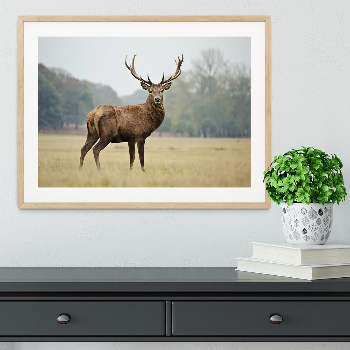 Portrait of adult red deer stag in field Framed Print - Canvas Art Rocks - 3