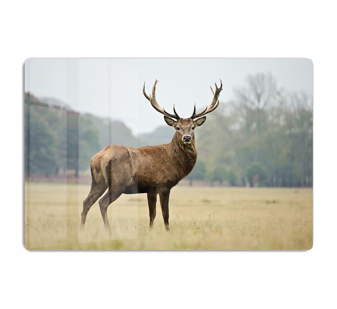 Portrait of adult red deer stag in field HD Metal Print - Canvas Art Rocks - 1