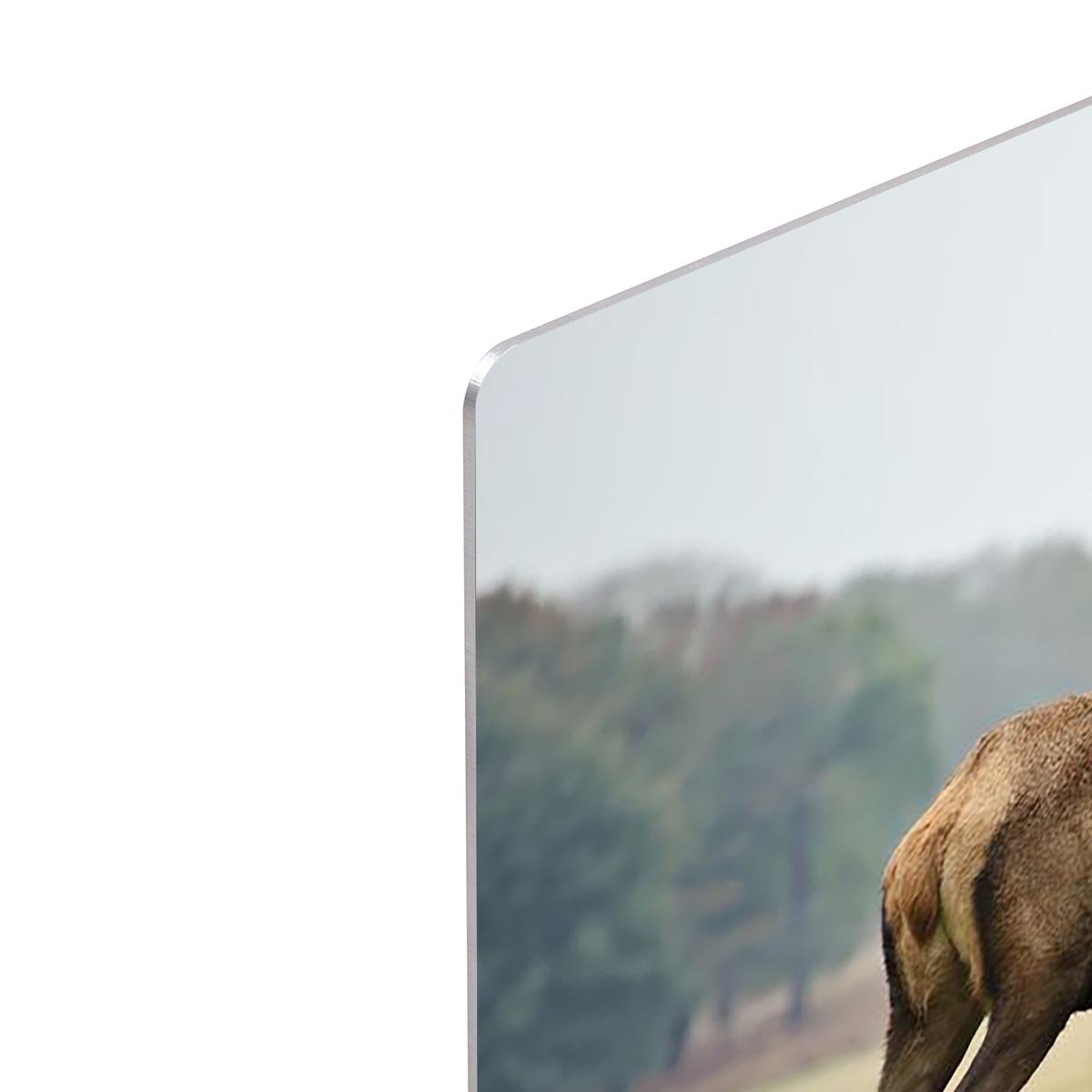 Portrait of adult red deer stag in field HD Metal Print - Canvas Art Rocks - 4