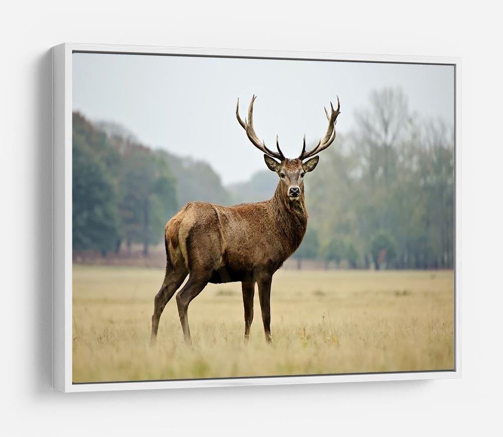 Portrait of adult red deer stag in field HD Metal Print - Canvas Art Rocks - 7