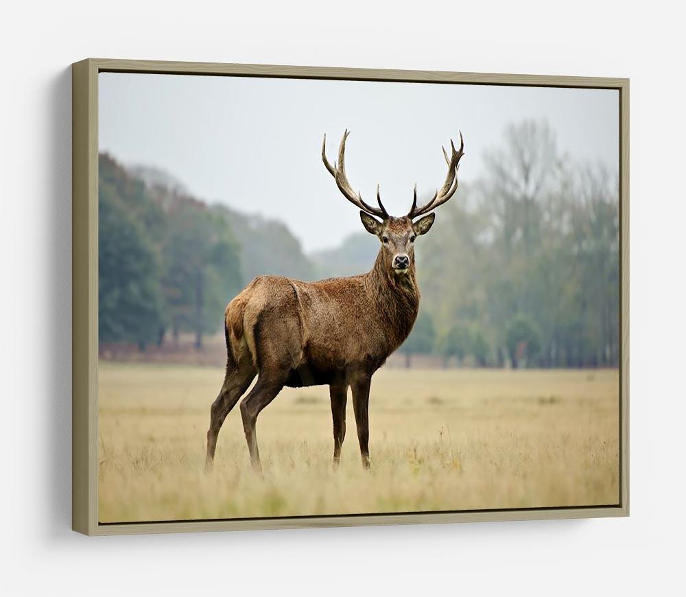 Portrait of adult red deer stag in field HD Metal Print - Canvas Art Rocks - 8