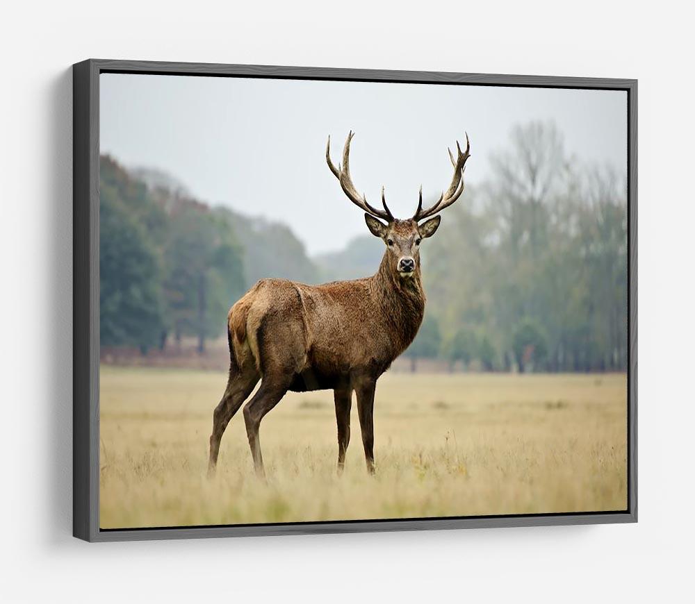 Portrait of adult red deer stag in field HD Metal Print - Canvas Art Rocks - 9