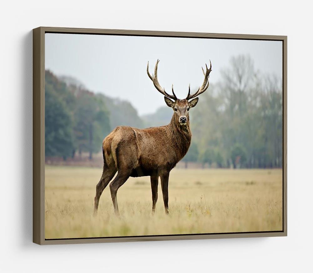 Portrait of adult red deer stag in field HD Metal Print - Canvas Art Rocks - 10