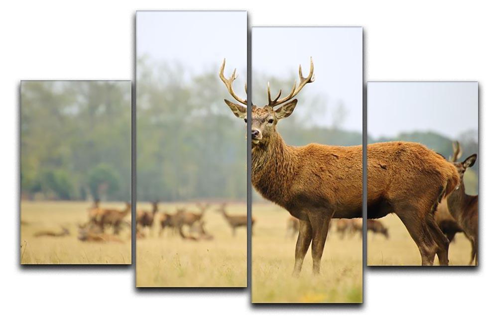 Portrait of majestic powerful adult red deer stag 4 Split Panel Canvas - Canvas Art Rocks - 1