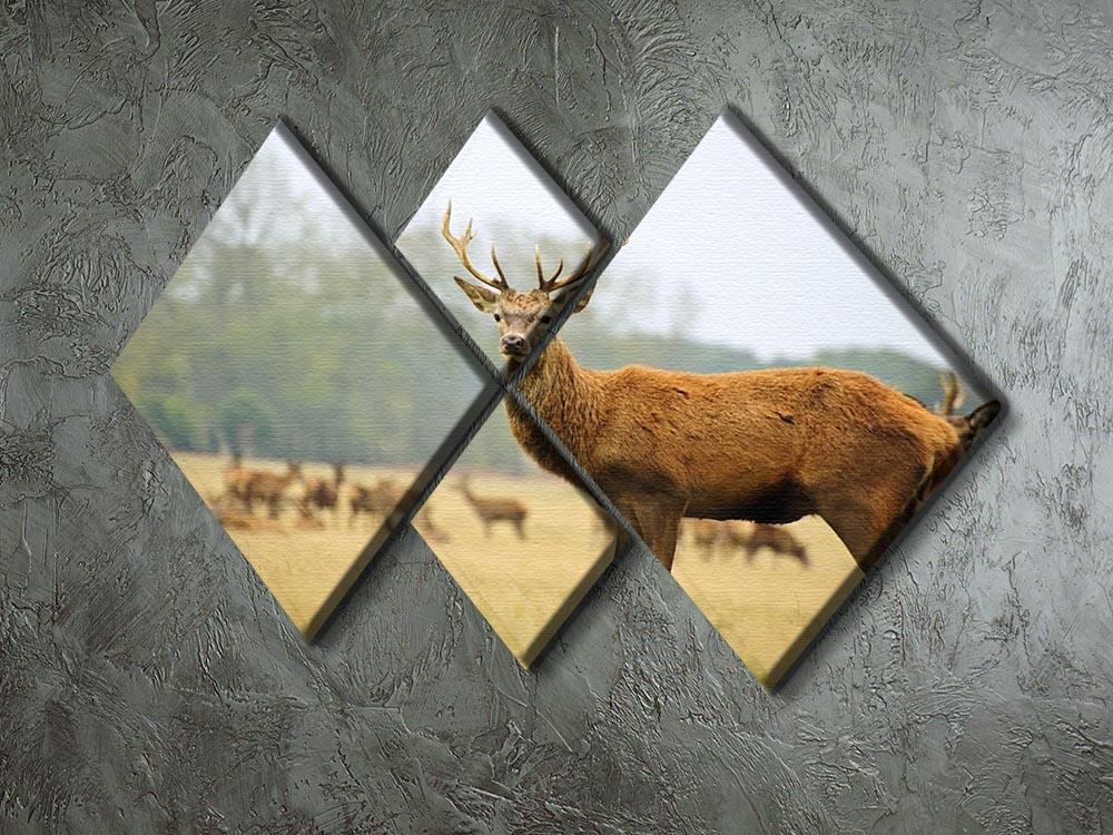 Portrait of majestic powerful adult red deer stag 4 Square Multi Panel Canvas - Canvas Art Rocks - 2