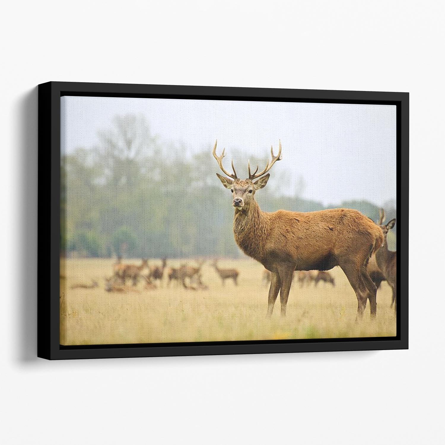 Portrait of majestic powerful adult red deer stag Floating Framed Canvas - Canvas Art Rocks - 1