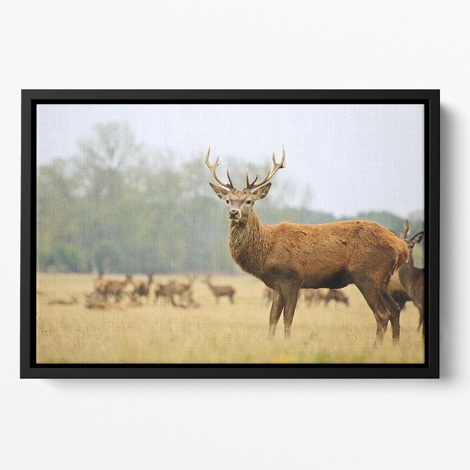 Portrait of majestic powerful adult red deer stag Floating Framed Canvas - Canvas Art Rocks - 2