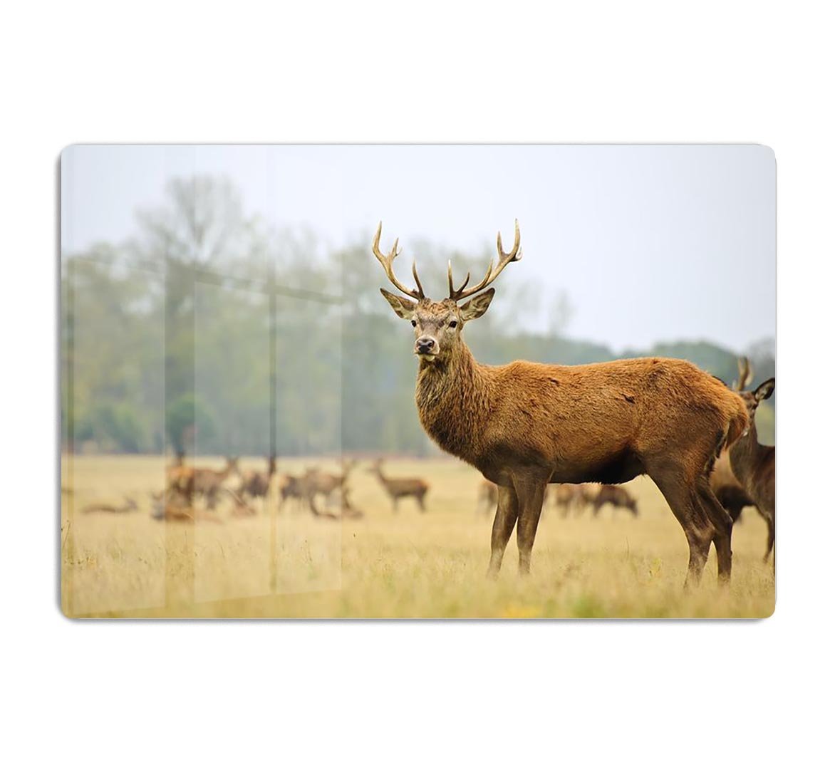 Portrait of majestic powerful adult red deer stag HD Metal Print - Canvas Art Rocks - 1