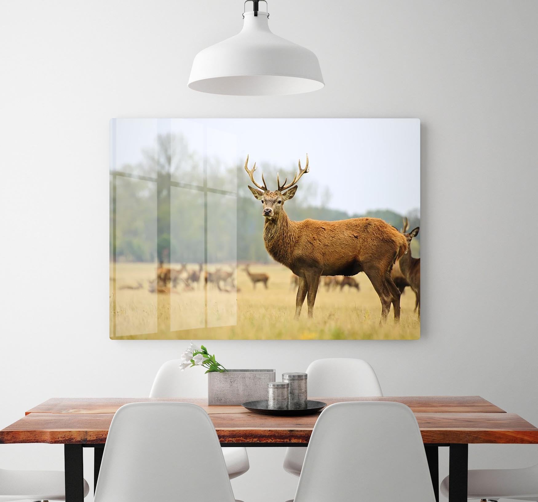 Portrait of majestic powerful adult red deer stag HD Metal Print - Canvas Art Rocks - 2