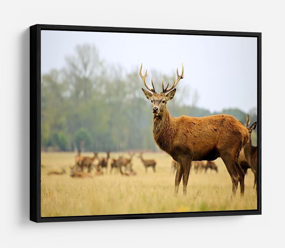 Portrait of majestic powerful adult red deer stag HD Metal Print - Canvas Art Rocks - 6