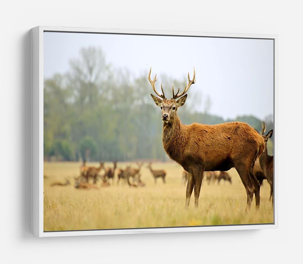 Portrait of majestic powerful adult red deer stag HD Metal Print - Canvas Art Rocks - 7