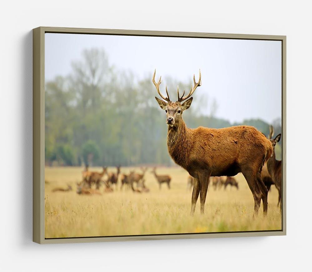 Portrait of majestic powerful adult red deer stag HD Metal Print - Canvas Art Rocks - 8