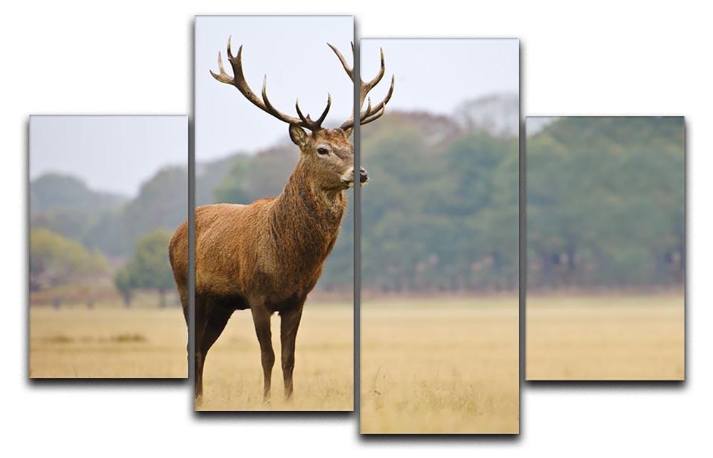 Portrait of majestic powerful adult red deer stag in Autumn Fall forest 4 Split Panel Canvas - Canvas Art Rocks - 1