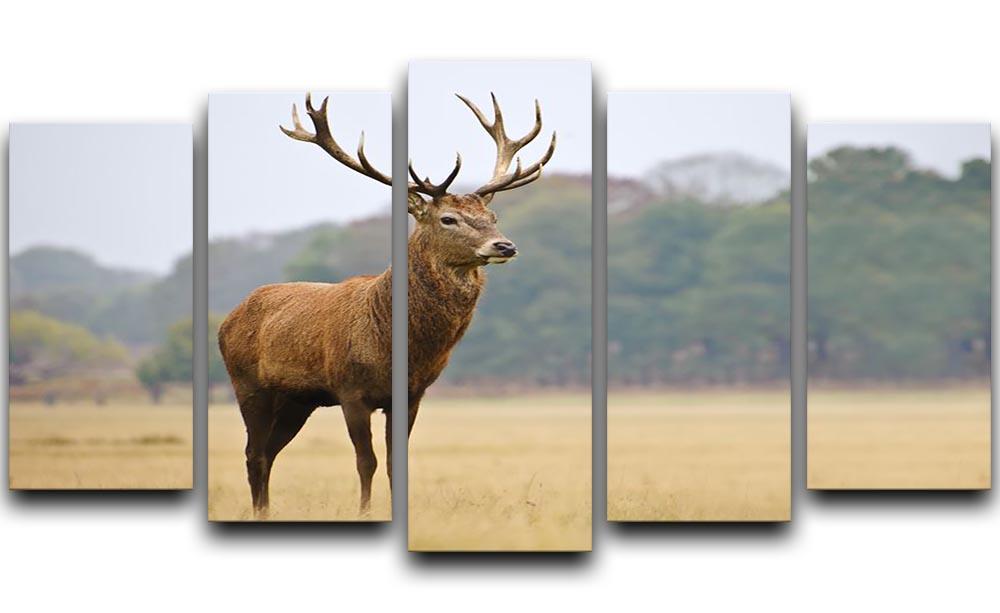 Portrait of majestic powerful adult red deer stag in Autumn Fall forest 5 Split Panel Canvas - Canvas Art Rocks - 1