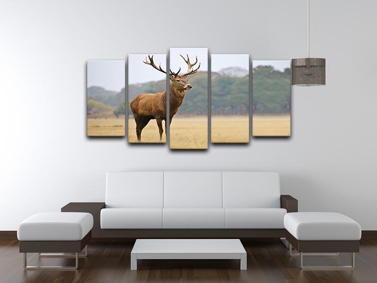 Portrait of majestic powerful adult red deer stag in Autumn Fall forest 5 Split Panel Canvas - Canvas Art Rocks - 3