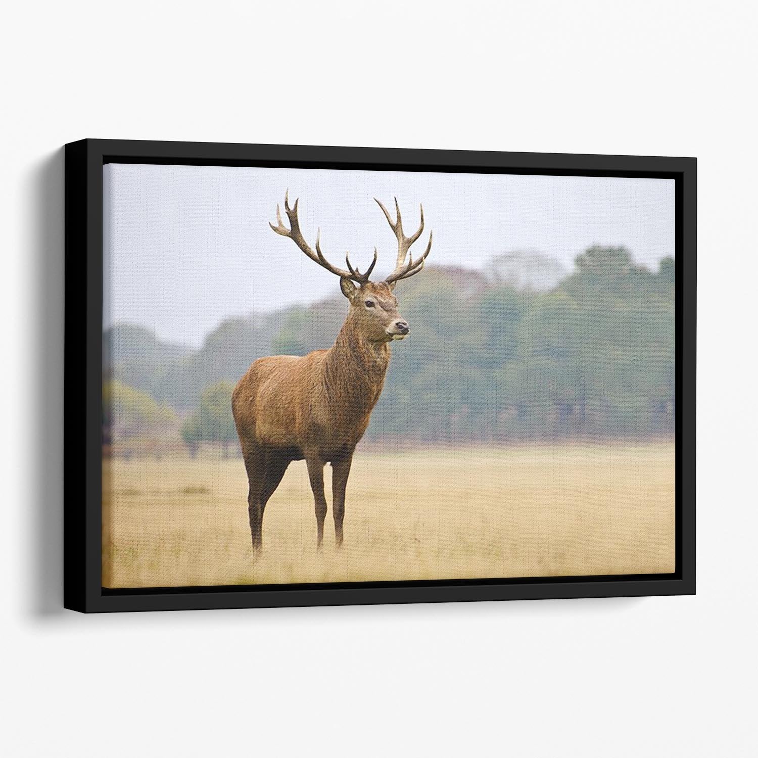 Portrait of majestic powerful adult red deer stag in Autumn Fall forest Floating Framed Canvas - Canvas Art Rocks - 1