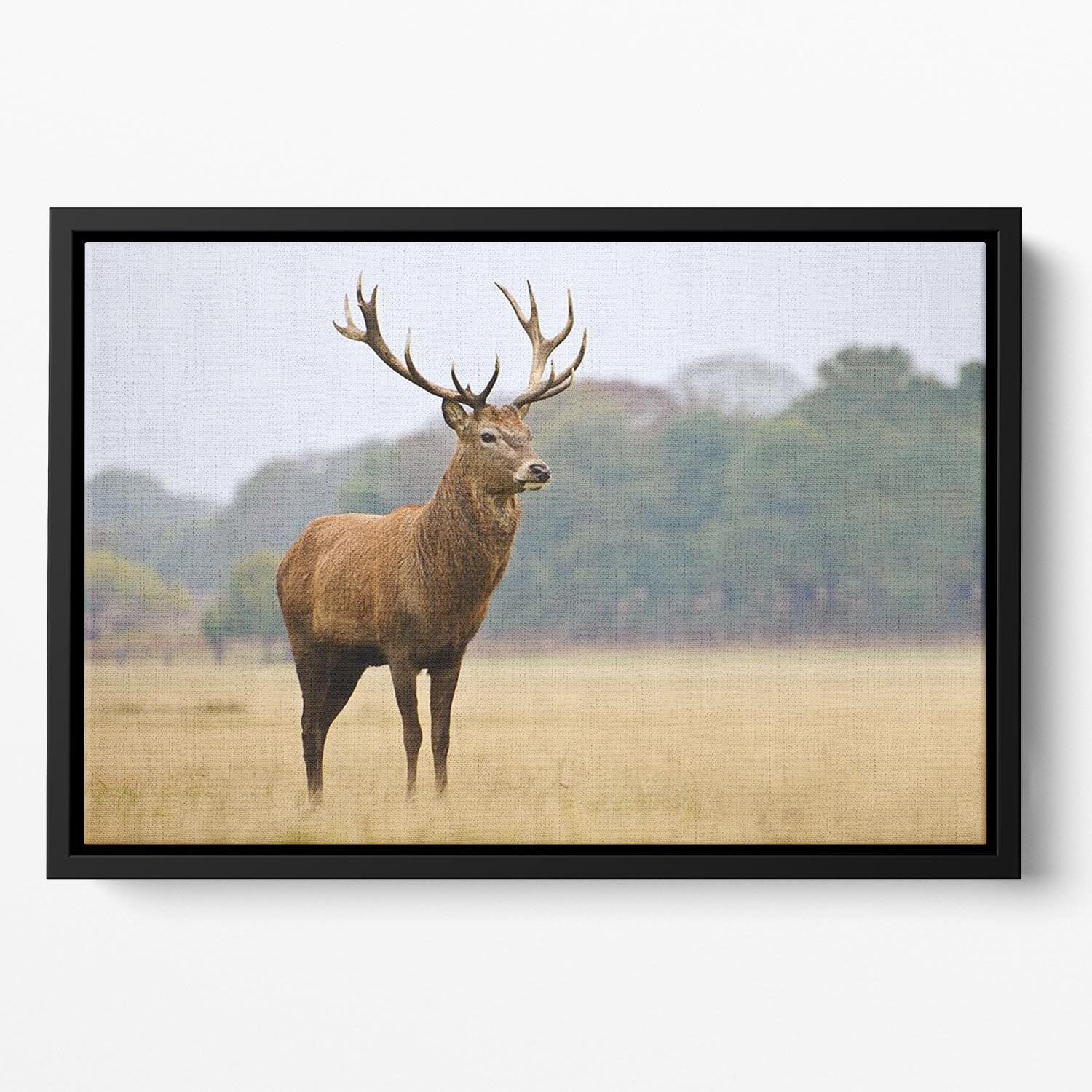 Portrait of majestic powerful adult red deer stag in Autumn Fall forest Floating Framed Canvas - Canvas Art Rocks - 2