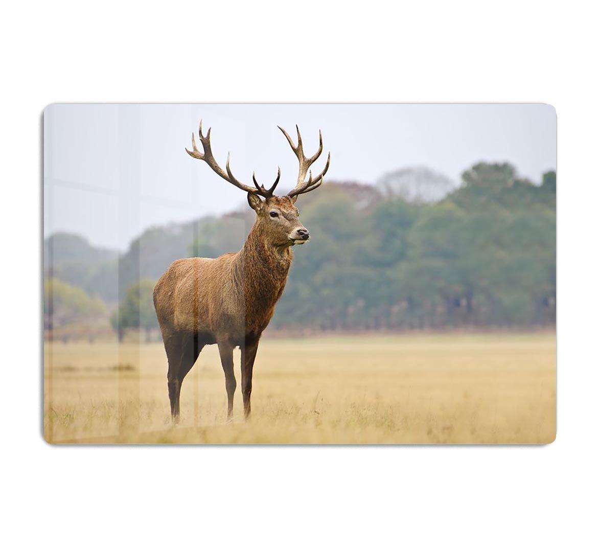 Portrait of majestic powerful adult red deer stag in Autumn Fall forest HD Metal Print - Canvas Art Rocks - 1