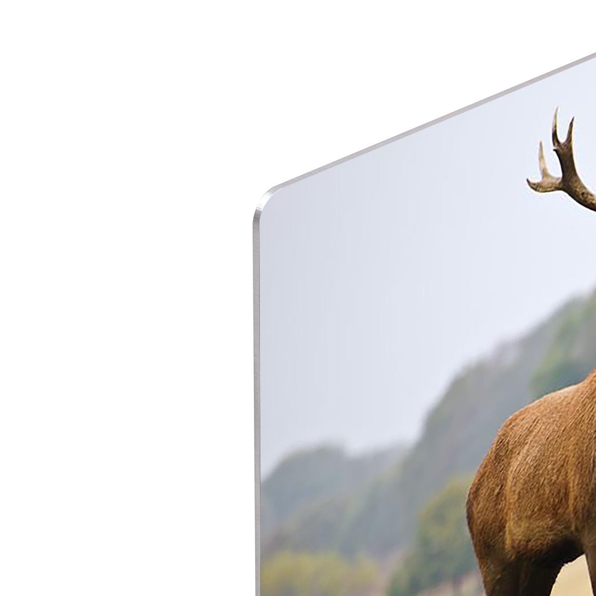 Portrait of majestic powerful adult red deer stag in Autumn Fall forest HD Metal Print - Canvas Art Rocks - 4