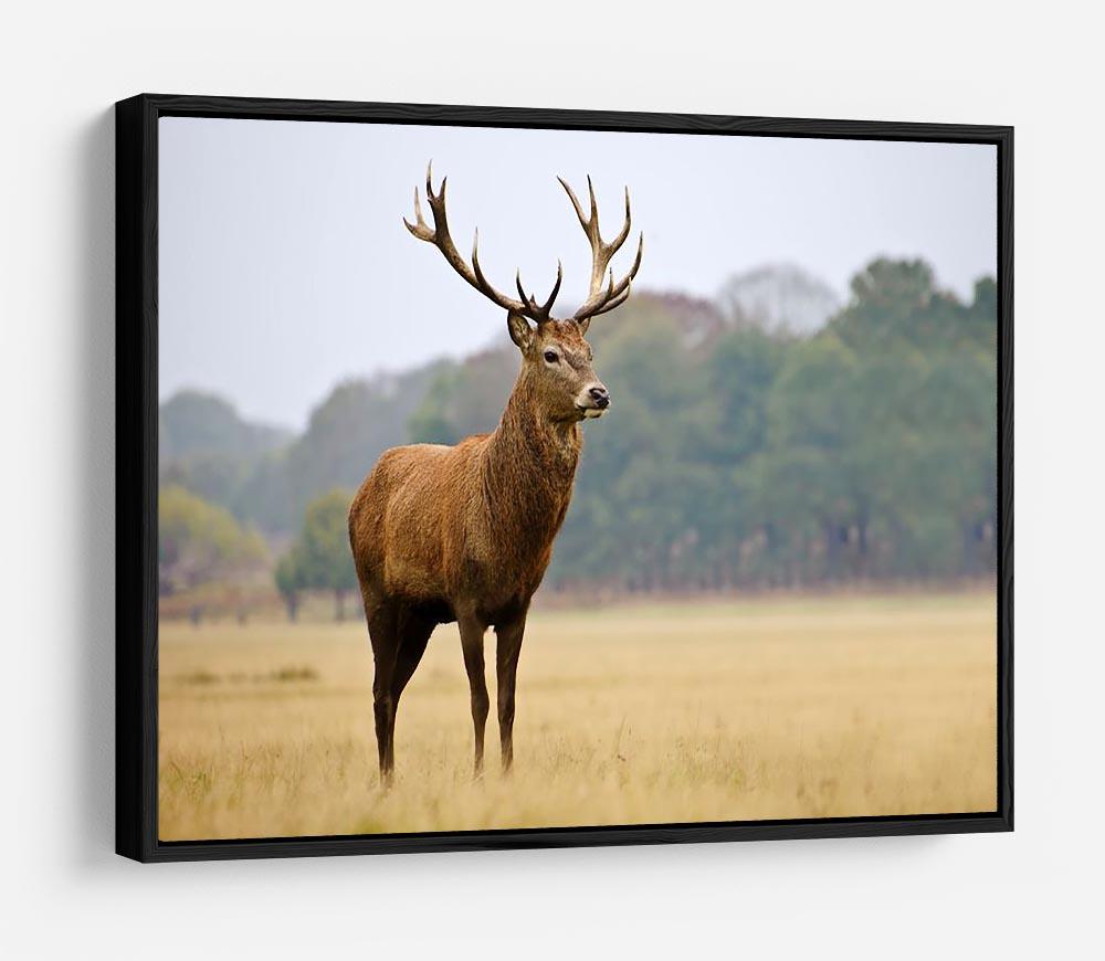 Portrait of majestic powerful adult red deer stag in Autumn Fall forest HD Metal Print - Canvas Art Rocks - 6