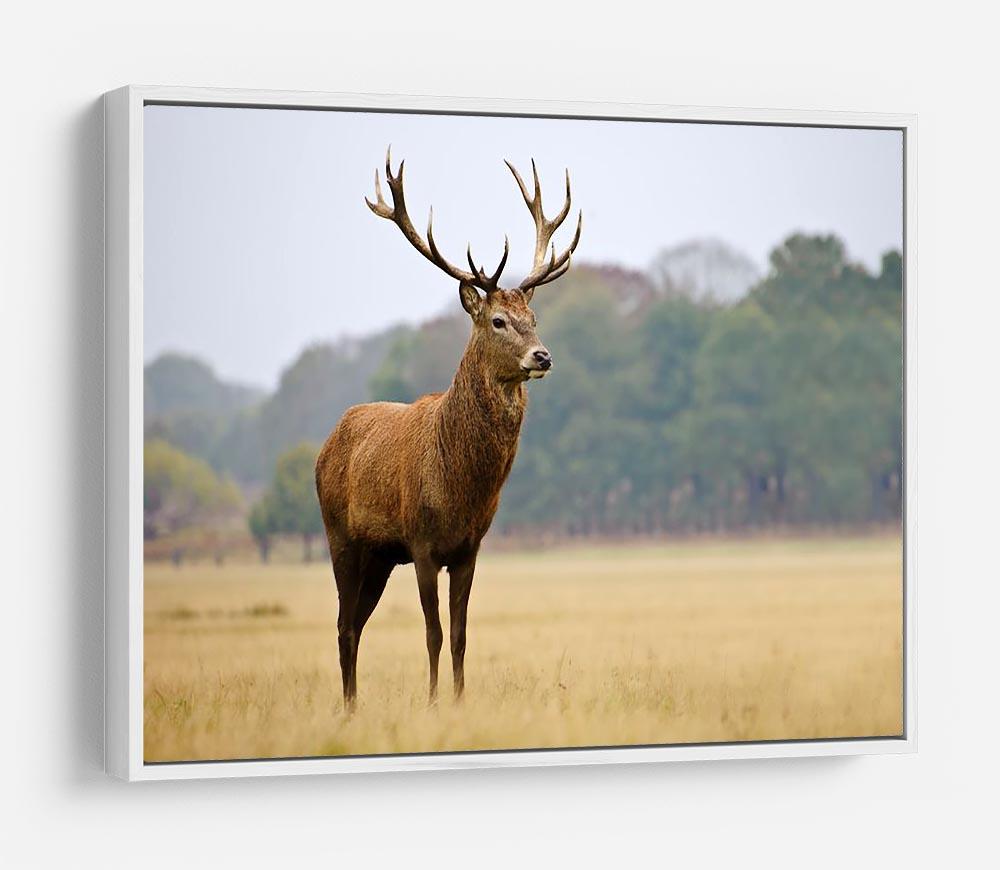 Portrait of majestic powerful adult red deer stag in Autumn Fall forest HD Metal Print - Canvas Art Rocks - 7