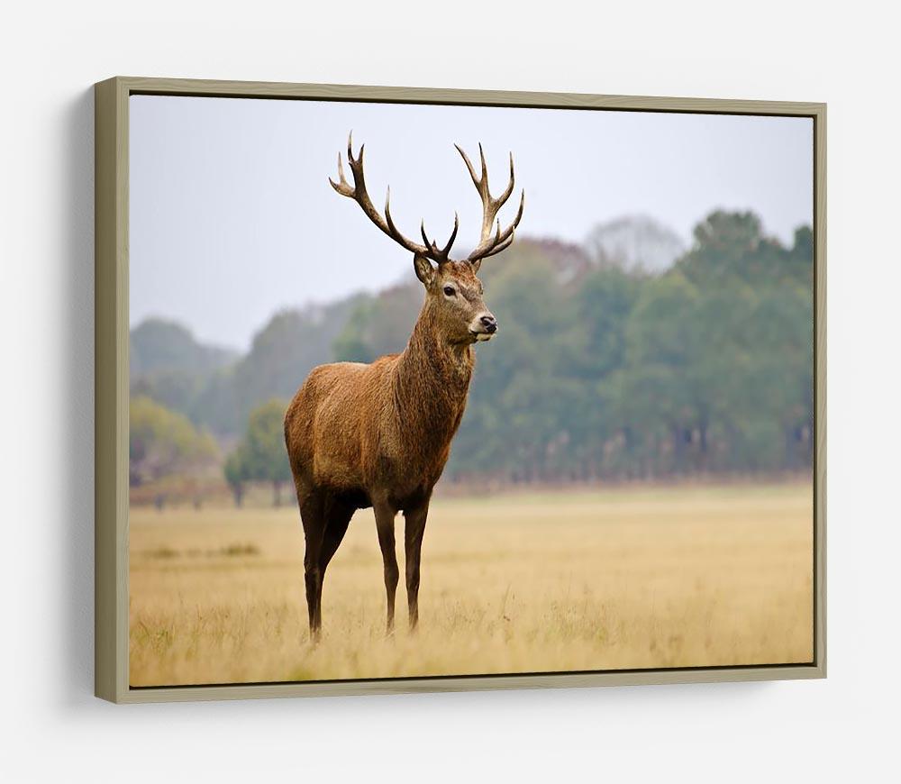 Portrait of majestic powerful adult red deer stag in Autumn Fall forest HD Metal Print - Canvas Art Rocks - 8