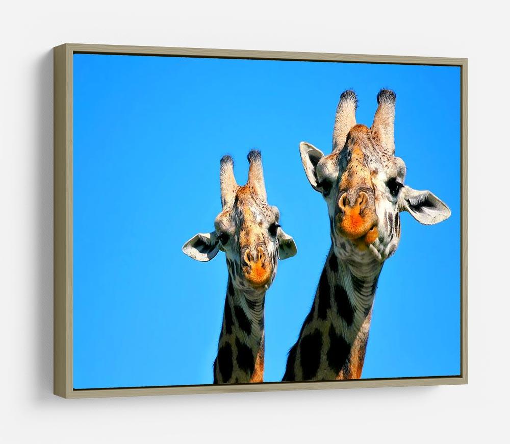 Portrait of mother and baby giraffe. Africa. Kenya HD Metal Print - Canvas Art Rocks - 8