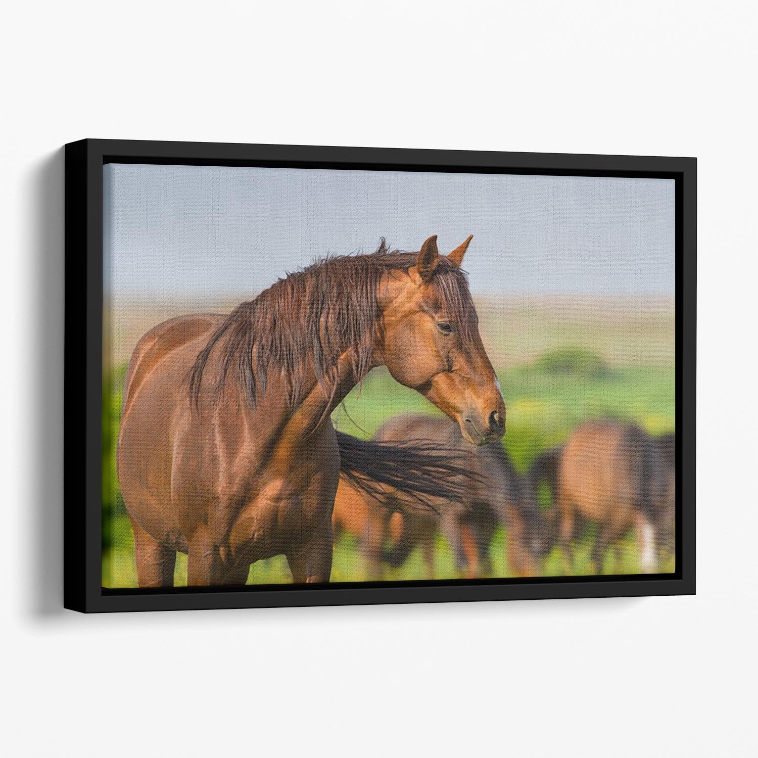 Portrait of red horse in herd on spring pasture Floating Framed Canvas - Canvas Art Rocks - 1