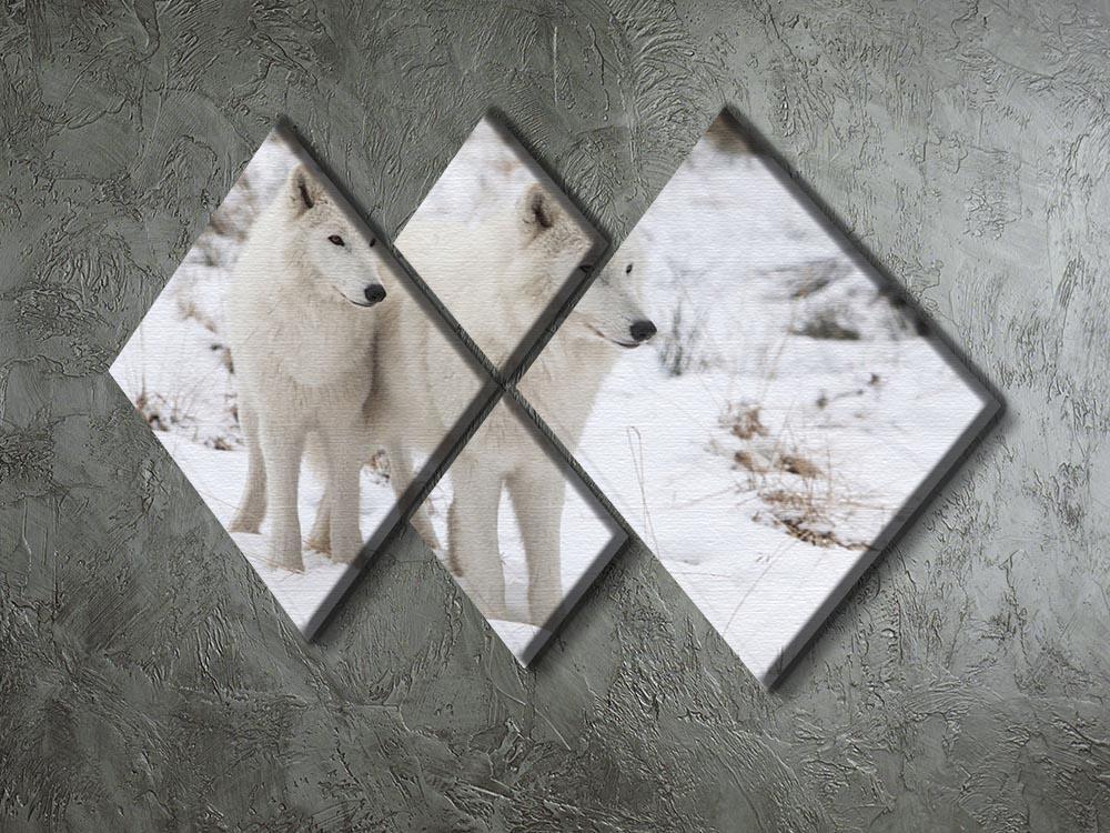 Portrait of two white watchful arctic wolfs 4 Square Multi Panel Canvas - Canvas Art Rocks - 2