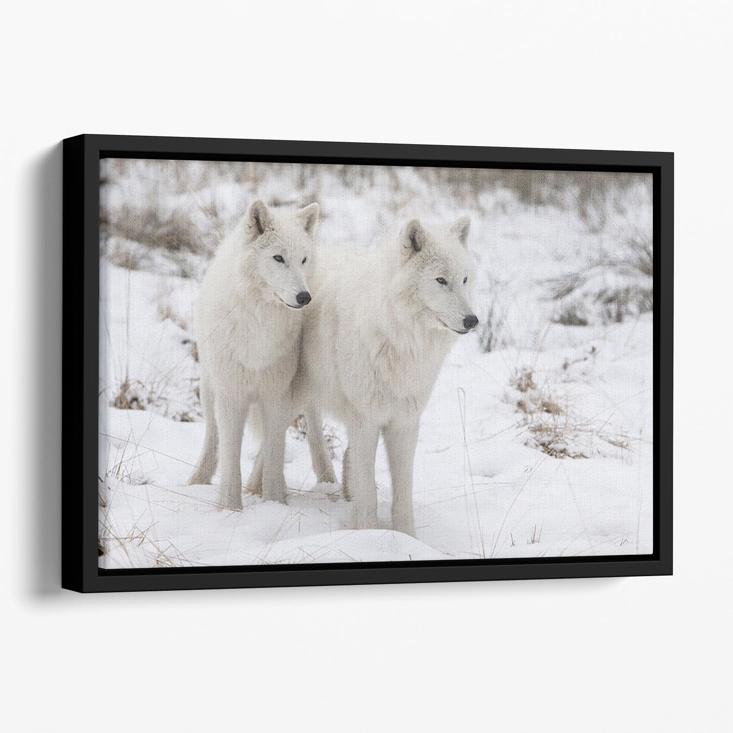 Portrait of two white watchful arctic wolfs Floating Framed Canvas - Canvas Art Rocks - 1