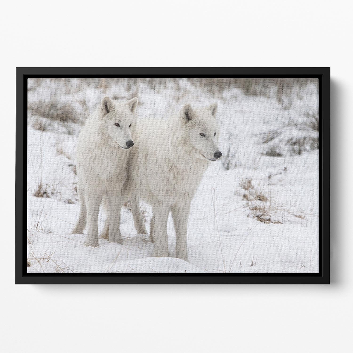 Portrait of two white watchful arctic wolfs Floating Framed Canvas - Canvas Art Rocks - 2