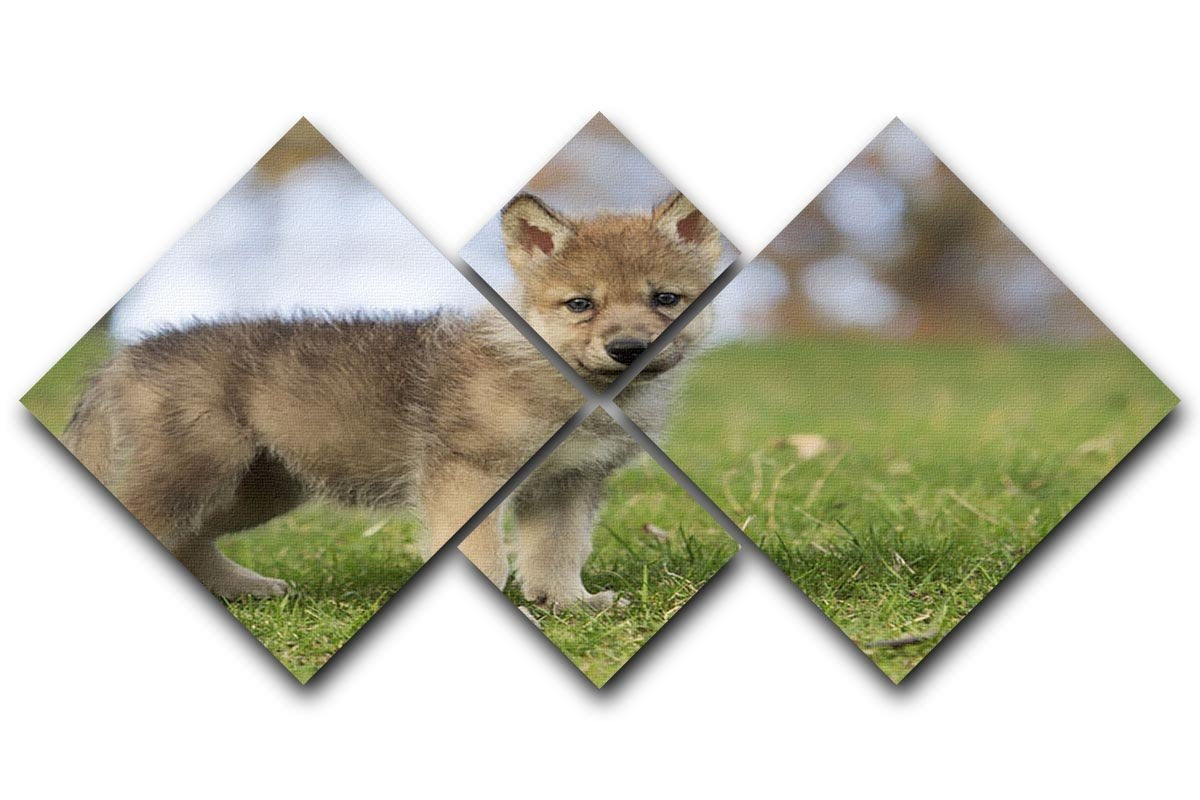 Profile image of a young gray wolf pup 4 Square Multi Panel Canvas - Canvas Art Rocks - 1