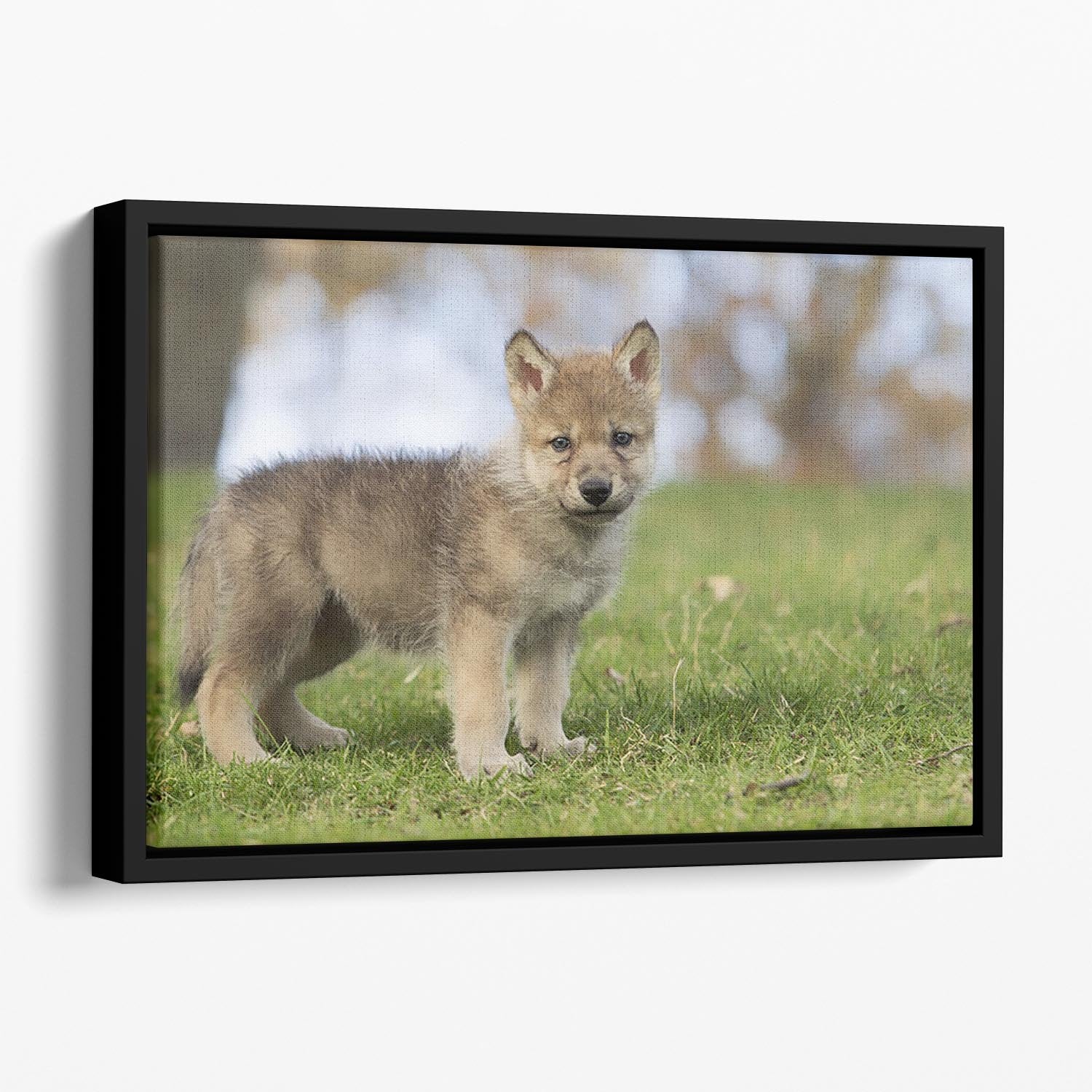 Profile image of a young gray wolf pup Floating Framed Canvas - Canvas Art Rocks - 1