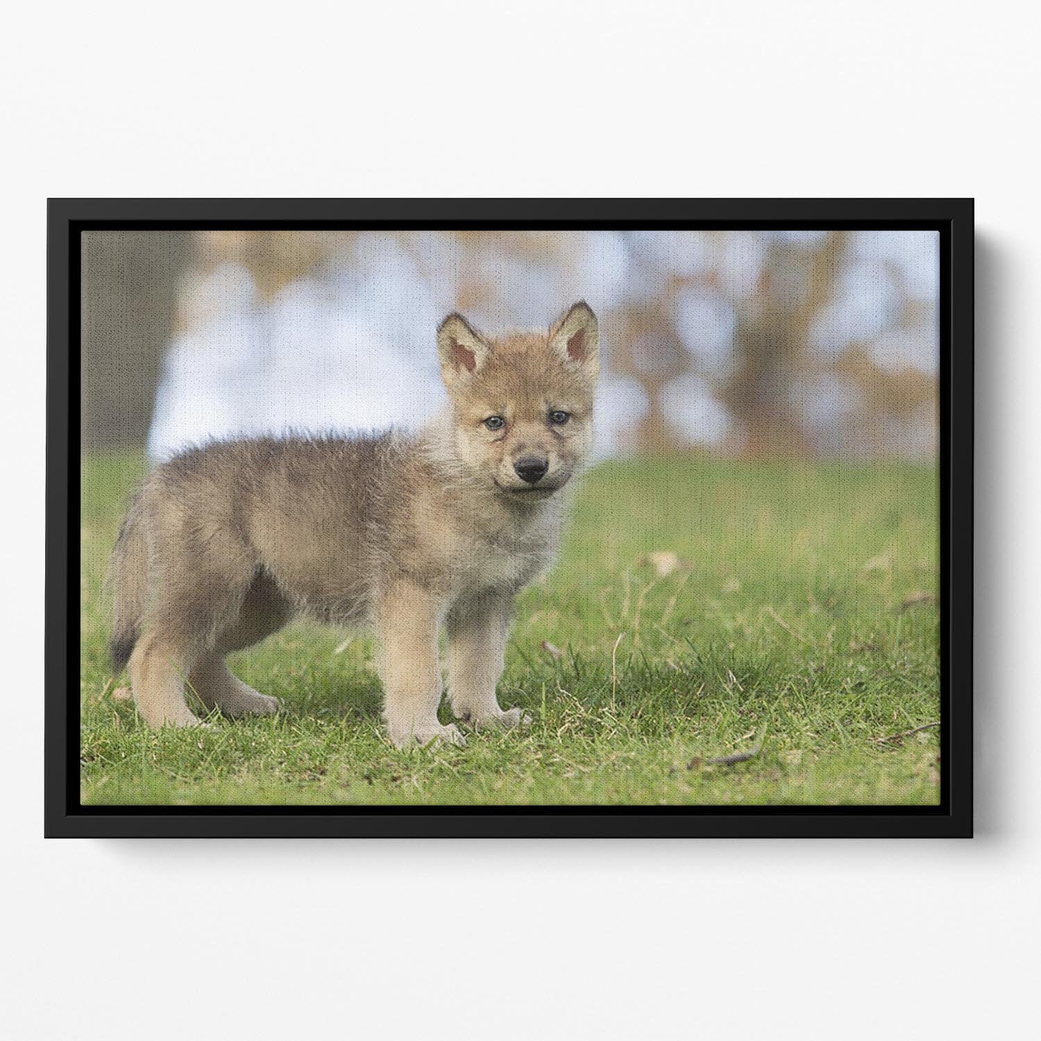 Profile image of a young gray wolf pup Floating Framed Canvas - Canvas Art Rocks - 2