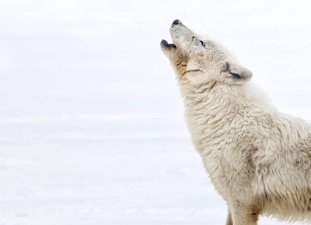 arctic wolf howling wallpaper