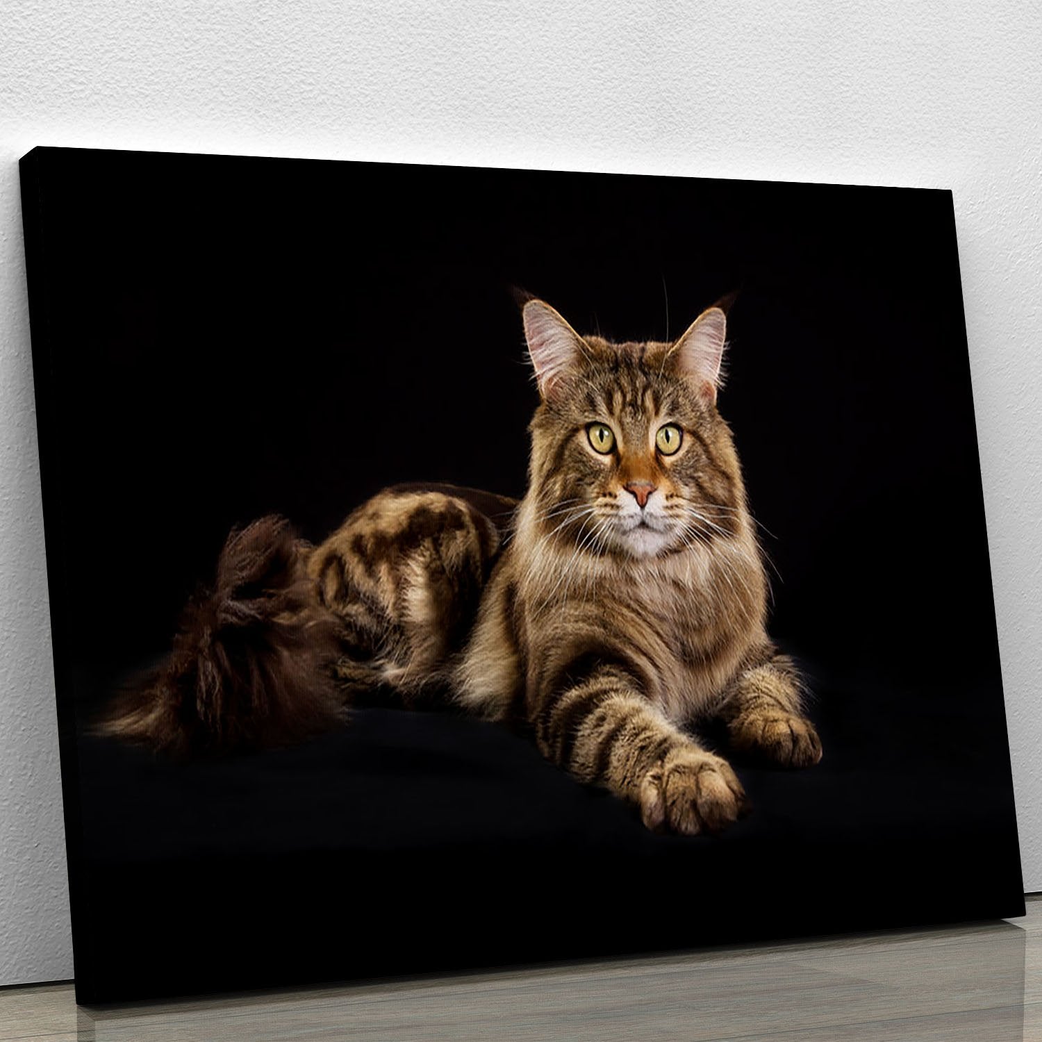 Purebred Maine Coon cat Canvas Print or Poster