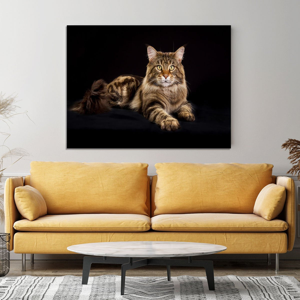 Purebred Maine Coon cat Canvas Print or Poster