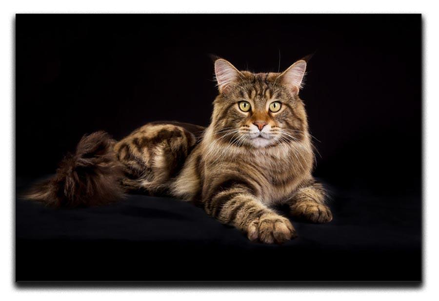 Purebred Maine Coon cat Canvas Print or Poster - Canvas Art Rocks - 1
