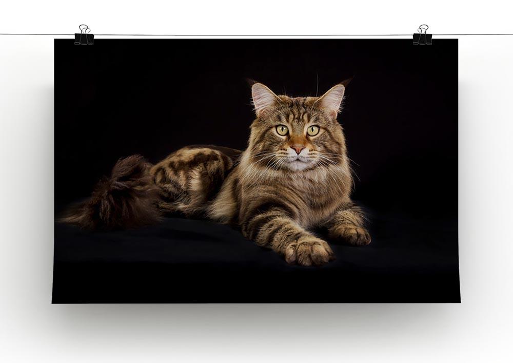 Purebred Maine Coon cat Canvas Print or Poster - Canvas Art Rocks - 2