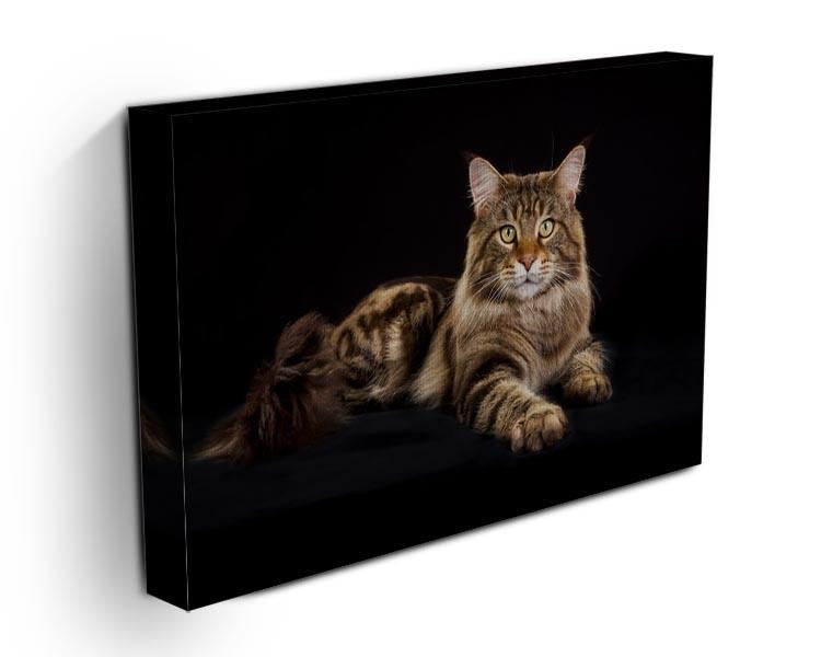 Purebred Maine Coon cat Canvas Print or Poster - Canvas Art Rocks - 3